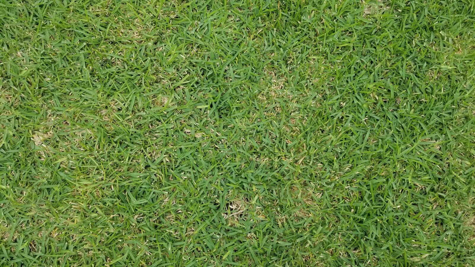 Wittig Grass Sales LLC